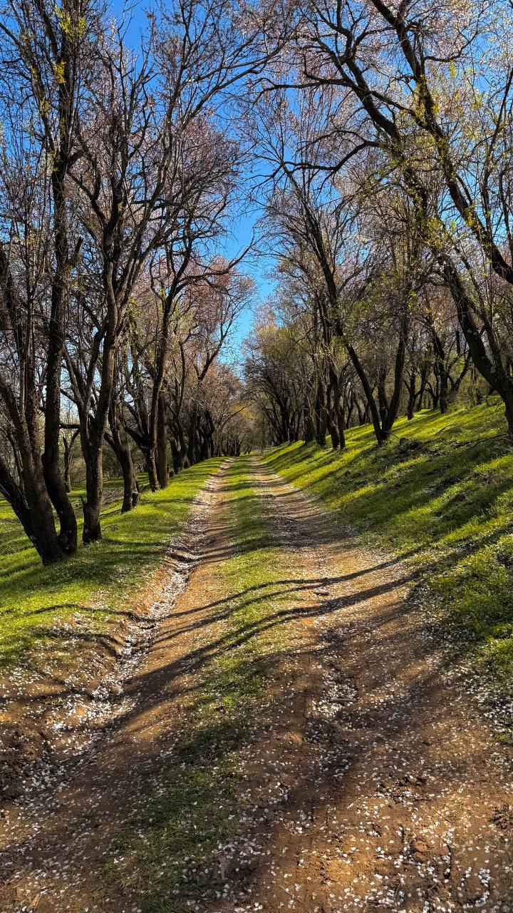 Gullagan bodomzorda picnic 😍🏞️🥪