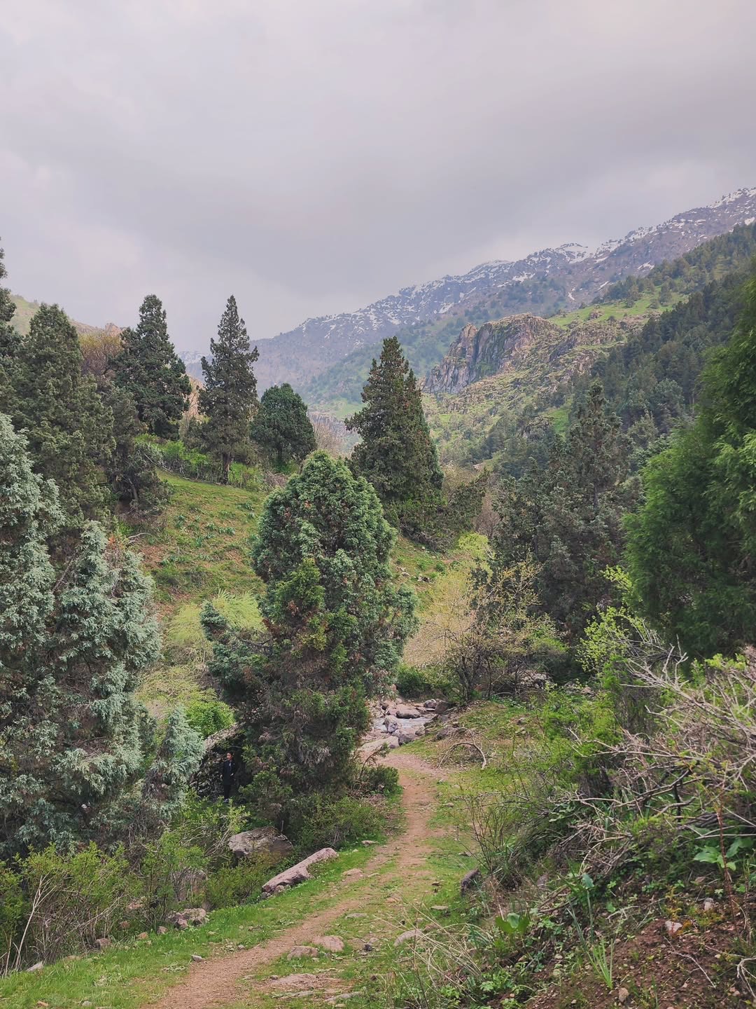 🌿✨ Haqiqiy yam-yashil o‘rmonga borishni o‘ylab ko‘rganmisiz? 😍 